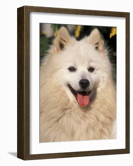 Japanese Spitz Panting-Adriano Bacchella-Framed Photographic Print