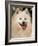 Japanese Spitz Panting-Adriano Bacchella-Framed Photographic Print