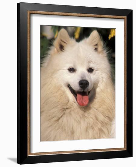 Japanese Spitz Panting-Adriano Bacchella-Framed Photographic Print