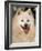 Japanese Spitz Panting-Adriano Bacchella-Framed Photographic Print