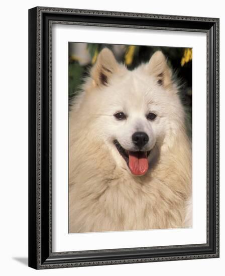 Japanese Spitz Panting-Adriano Bacchella-Framed Photographic Print