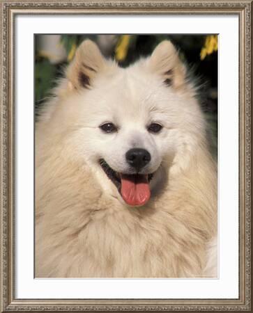 Japanese Spitz Panting Photographic Print Adriano Bacchella Art Com