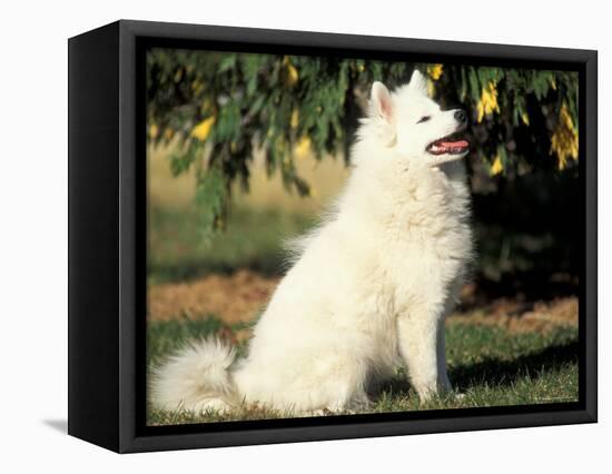 Japanese Spitz Sitting and Looking Up-Adriano Bacchella-Framed Premier Image Canvas
