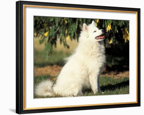 Japanese Spitz Sitting and Looking Up-Adriano Bacchella-Framed Photographic Print