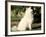 Japanese Spitz Sitting and Looking Up-Adriano Bacchella-Framed Photographic Print