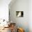 Japanese Spitz Sitting and Looking Up-Adriano Bacchella-Photographic Print displayed on a wall