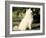 Japanese Spitz Sitting and Looking Up-Adriano Bacchella-Framed Photographic Print