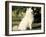 Japanese Spitz Sitting and Looking Up-Adriano Bacchella-Framed Photographic Print