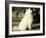 Japanese Spitz Sitting and Looking Up-Adriano Bacchella-Framed Photographic Print