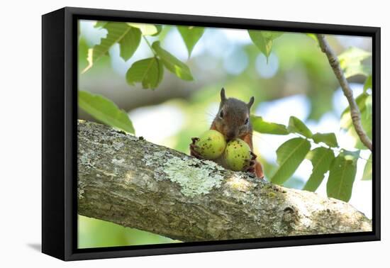 Japanese Squirrel (Sciurus Lis) Carrying Two Walnut (Juglans Ailantifolia)-Yukihiro Fukuda-Framed Premier Image Canvas