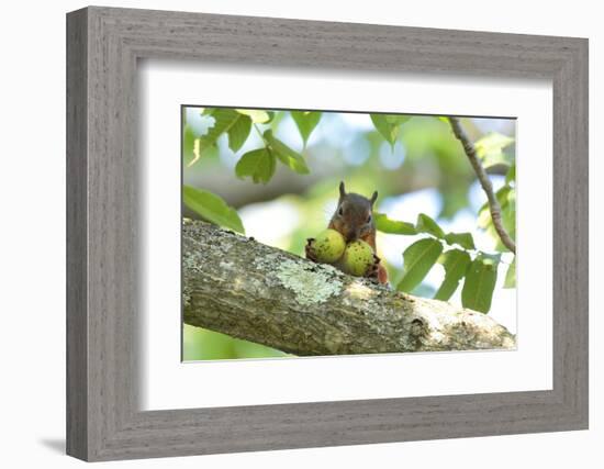 Japanese Squirrel (Sciurus Lis) Carrying Two Walnut (Juglans Ailantifolia)-Yukihiro Fukuda-Framed Photographic Print