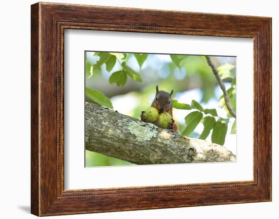 Japanese Squirrel (Sciurus Lis) Carrying Two Walnut (Juglans Ailantifolia)-Yukihiro Fukuda-Framed Photographic Print