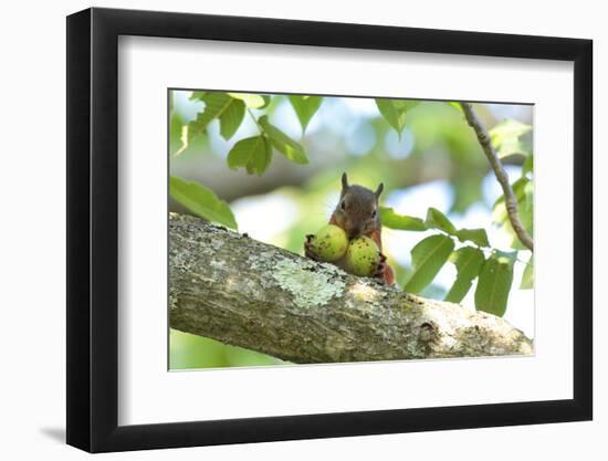 Japanese Squirrel (Sciurus Lis) Carrying Two Walnut (Juglans Ailantifolia)-Yukihiro Fukuda-Framed Photographic Print