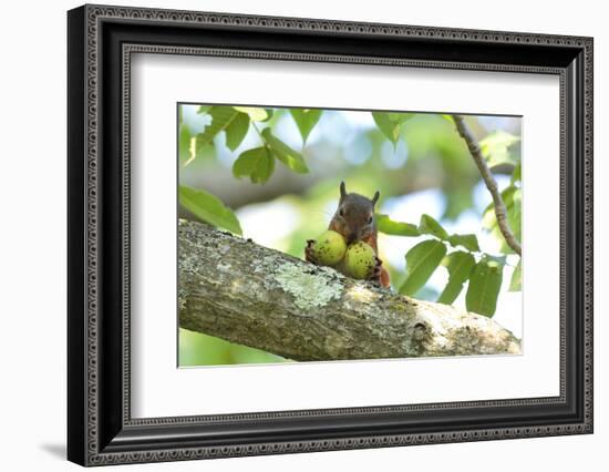 Japanese Squirrel (Sciurus Lis) Carrying Two Walnut (Juglans Ailantifolia)-Yukihiro Fukuda-Framed Photographic Print