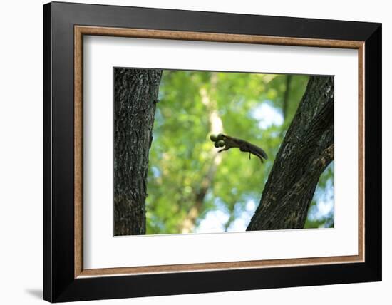 Japanese Squirrel (Sciurus Lis) Jumping From Tree To Tree With Four Walnut (Juglans Ailantifolia)-Yukihiro Fukuda-Framed Photographic Print