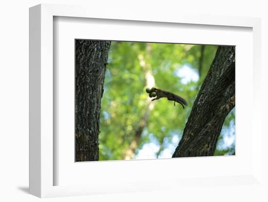 Japanese Squirrel (Sciurus Lis) Jumping From Tree To Tree With Four Walnut (Juglans Ailantifolia)-Yukihiro Fukuda-Framed Photographic Print