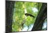 Japanese Squirrel (Sciurus Lis) Jumping From Tree To Tree With Four Walnut (Juglans Ailantifolia)-Yukihiro Fukuda-Mounted Photographic Print