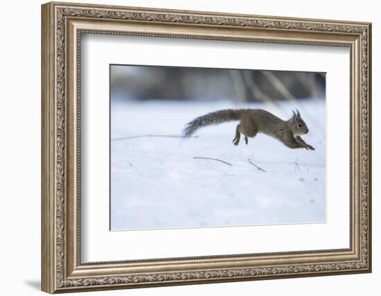Japanese Squirrel (Sciurus Lis) Running After An Female In Oestrus In The Snow-Yukihiro Fukuda-Framed Photographic Print