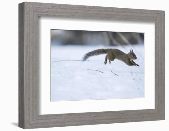 Japanese Squirrel (Sciurus Lis) Running After An Female In Oestrus In The Snow-Yukihiro Fukuda-Framed Photographic Print