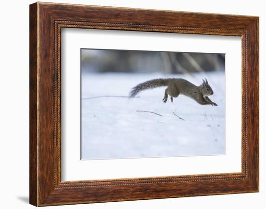 Japanese Squirrel (Sciurus Lis) Running After An Female In Oestrus In The Snow-Yukihiro Fukuda-Framed Photographic Print