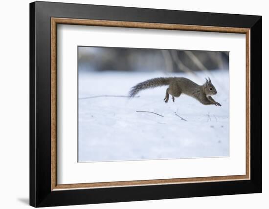 Japanese Squirrel (Sciurus Lis) Running After An Female In Oestrus In The Snow-Yukihiro Fukuda-Framed Photographic Print