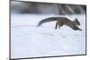 Japanese Squirrel (Sciurus Lis) Running After An Female In Oestrus In The Snow-Yukihiro Fukuda-Mounted Photographic Print