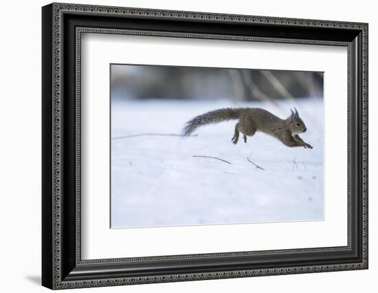 Japanese Squirrel (Sciurus Lis) Running After An Female In Oestrus In The Snow-Yukihiro Fukuda-Framed Photographic Print