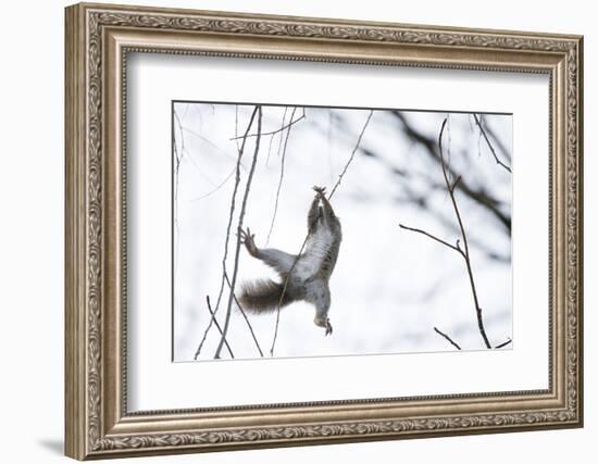 Japanese Squirrel (Sciurus Lis) Trying To Climb Up A Thin Branch After An Female In Oestrus-Yukihiro Fukuda-Framed Photographic Print