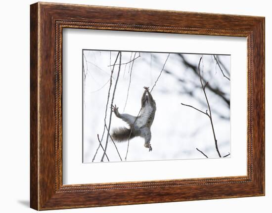 Japanese Squirrel (Sciurus Lis) Trying To Climb Up A Thin Branch After An Female In Oestrus-Yukihiro Fukuda-Framed Photographic Print