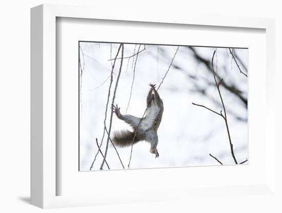 Japanese Squirrel (Sciurus Lis) Trying To Climb Up A Thin Branch After An Female In Oestrus-Yukihiro Fukuda-Framed Photographic Print