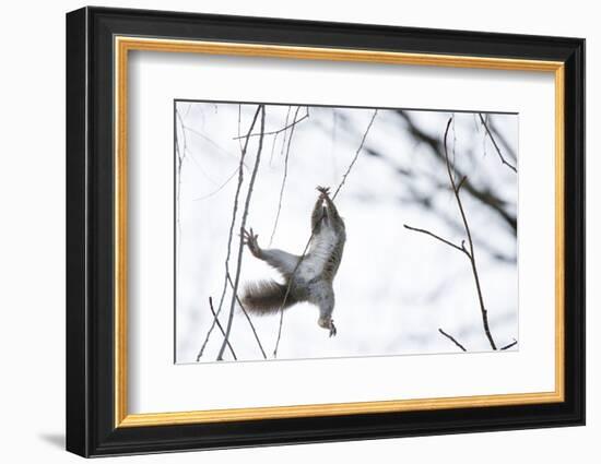 Japanese Squirrel (Sciurus Lis) Trying To Climb Up A Thin Branch After An Female In Oestrus-Yukihiro Fukuda-Framed Photographic Print