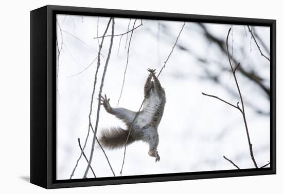 Japanese Squirrel (Sciurus Lis) Trying To Climb Up A Thin Branch After An Female In Oestrus-Yukihiro Fukuda-Framed Premier Image Canvas