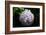 Japanese Summer Hydrangea-Ryuji Adachi-Framed Art Print