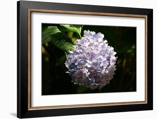 Japanese Summer Hydrangea-Ryuji Adachi-Framed Art Print