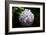 Japanese Summer Hydrangea-Ryuji Adachi-Framed Art Print