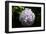 Japanese Summer Hydrangea-Ryuji Adachi-Framed Art Print