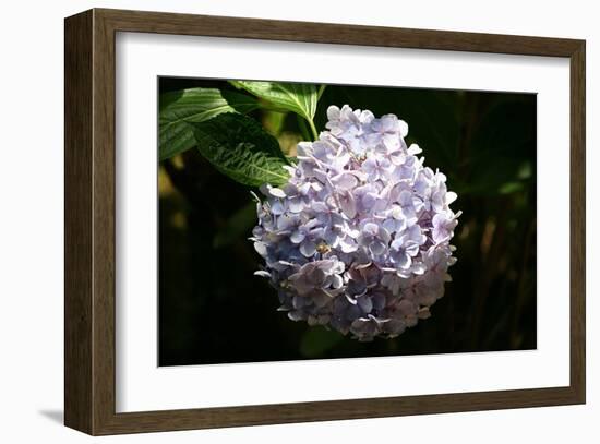 Japanese Summer Hydrangea-Ryuji Adachi-Framed Art Print