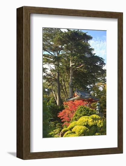 Japanese Tea Garden, Golden Gate Park, San Francisco, California, USA-Stuart Westmorland-Framed Photographic Print