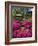 Japanese Tea Garden, Golden Gate Park, San Francisco-Anna Miller-Framed Photographic Print