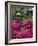 Japanese Tea Garden, Golden Gate Park, San Francisco-Anna Miller-Framed Photographic Print