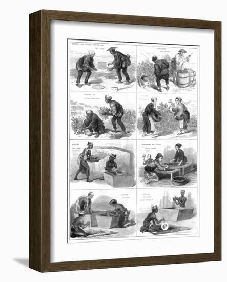 Japanese Tea Production, 1874-null-Framed Giclee Print