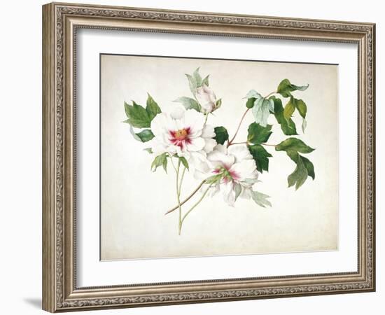 Japanese Tree Peony (Paeonia Suffructicosa), 1815-Lucy Cust-Framed Giclee Print