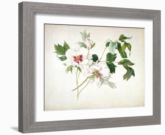 Japanese Tree Peony (Paeonia Suffructicosa), 1815-Lucy Cust-Framed Giclee Print