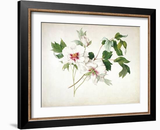 Japanese Tree Peony (Paeonia Suffructicosa), 1815-Lucy Cust-Framed Giclee Print