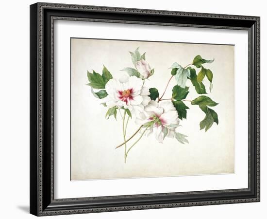 Japanese Tree Peony (Paeonia Suffructicosa), 1815-Lucy Cust-Framed Giclee Print