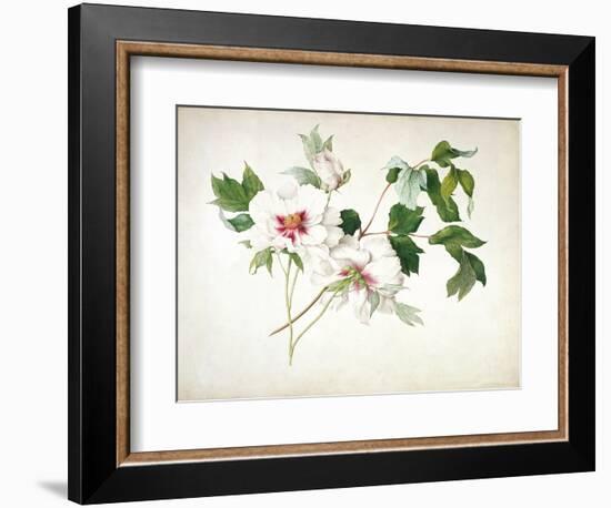 Japanese Tree Peony (Paeonia Suffructicosa), 1815-Lucy Cust-Framed Giclee Print