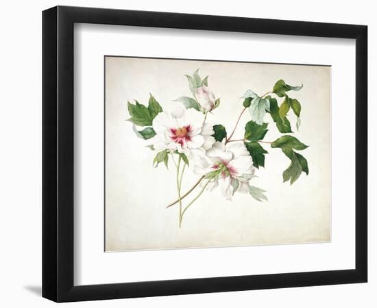 Japanese Tree Peony (Paeonia Suffructicosa), 1815-Lucy Cust-Framed Giclee Print