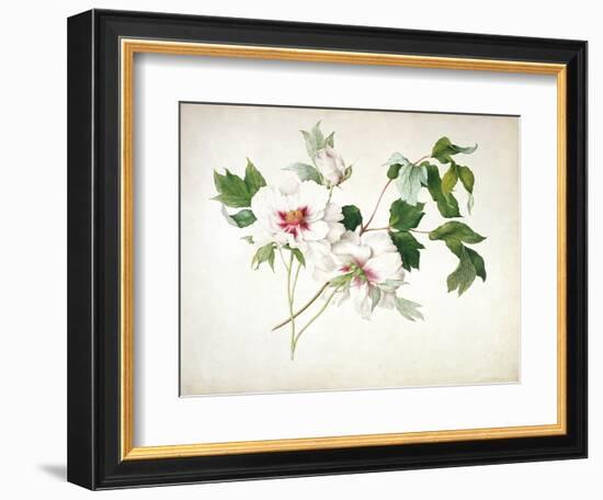 Japanese Tree Peony (Paeonia Suffructicosa), 1815-Lucy Cust-Framed Giclee Print