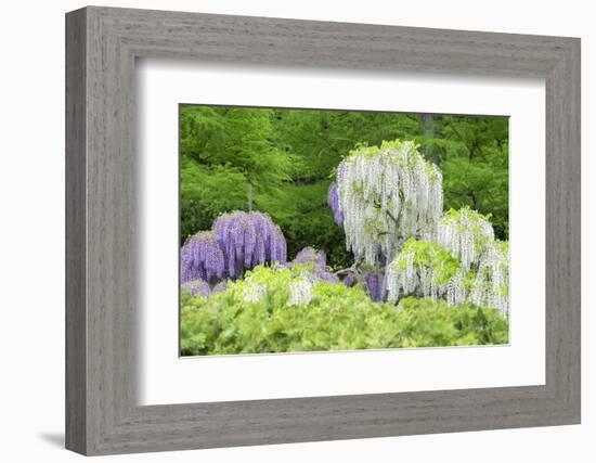 Japanese Wisteria, Kennett Square, Pennsylvania, USA-Lisa S. Engelbrecht-Framed Photographic Print