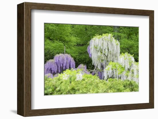 Japanese Wisteria, Kennett Square, Pennsylvania, USA-Lisa S. Engelbrecht-Framed Photographic Print